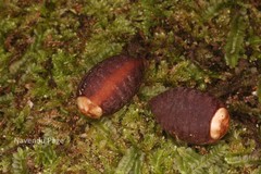 Goniothalamus cardiopetalus